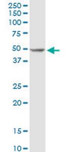 POLD2 Antibody in Western Blot (WB)