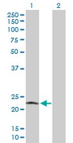 POLR2L Antibody in Western Blot (WB)