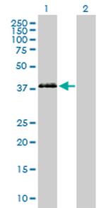 PON3 Antibody in Western Blot (WB)