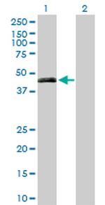 PON3 Antibody in Western Blot (WB)