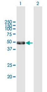 POU2F2 Antibody in Western Blot (WB)