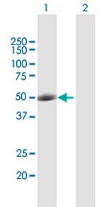 POU2F2 Antibody in Western Blot (WB)