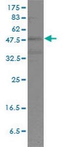 POU2F2 Antibody in Western Blot (WB)