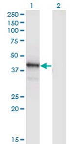 POU4F1 Antibody in Western Blot (WB)