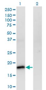 POU5F1 Antibody in Western Blot (WB)