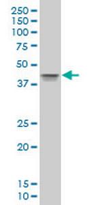 POU5F1 Antibody in Western Blot (WB)