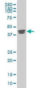 POU5F1 Antibody in Western Blot (WB)