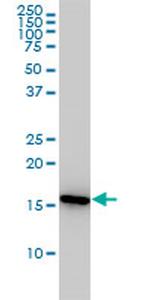 PPIA Antibody in Western Blot (WB)