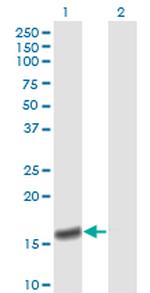 PPIA Antibody in Western Blot (WB)