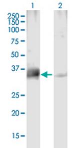 PPP4C Antibody in Western Blot (WB)