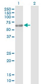 PPP5C Antibody in Western Blot (WB)