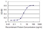 SRGN Antibody in ELISA (ELISA)