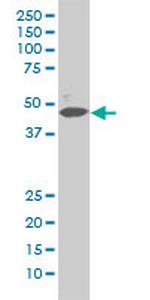 MAPK1 Antibody in Western Blot (WB)