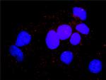 MAPK3 Antibody in Proximity Ligation Assay (PLA) (PLA)