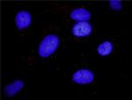 MAPK3 Antibody in Proximity Ligation Assay (PLA) (PLA)