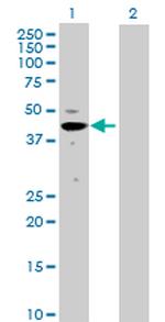 MAPK3 Antibody in Western Blot (WB)