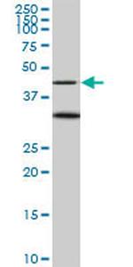 MAPK3 Antibody in Western Blot (WB)