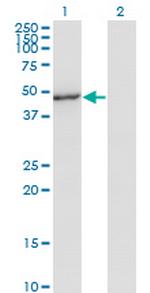 MAPK8 Antibody in Western Blot (WB)