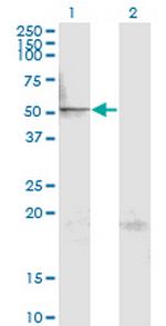 MAPK8 Antibody in Western Blot (WB)