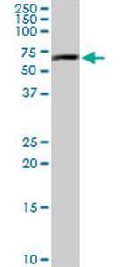 MAPK8 Antibody in Western Blot (WB)