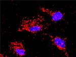 MAPK9 Antibody in Proximity Ligation Assay (PLA) (PLA)