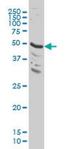 MAPK9 Antibody in Western Blot (WB)