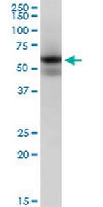 MAPK9 Antibody in Western Blot (WB)