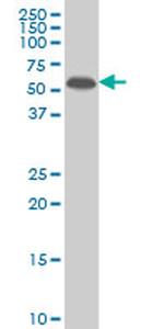 MAP2K5 Antibody in Western Blot (WB)