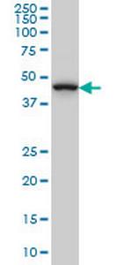 MAP2K7 Antibody in Western Blot (WB)