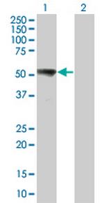 MAP2K7 Antibody in Western Blot (WB)