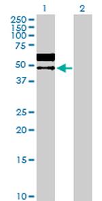 LGMN Antibody in Western Blot (WB)