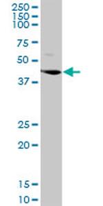 LGMN Antibody in Western Blot (WB)