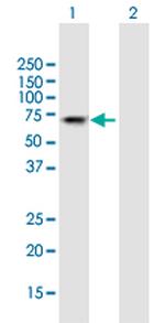 PTGS2 Antibody in Western Blot (WB)