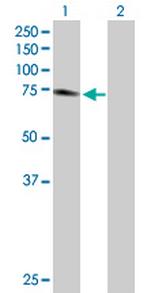 PTGS2 Antibody in Western Blot (WB)