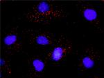 PTK2 Antibody in Proximity Ligation Assay (PLA) (PLA)