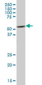 PTK6 Antibody in Western Blot (WB)