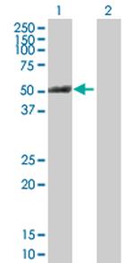 PTK6 Antibody in Western Blot (WB)