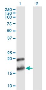 PTN Antibody in Western Blot (WB)