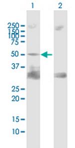 PTPN11 Antibody in Western Blot (WB)