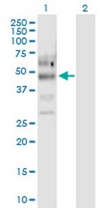 PTPN11 Antibody in Western Blot (WB)