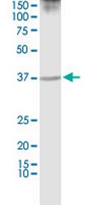 PURA Antibody in Western Blot (WB)