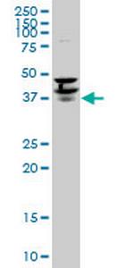 PURA Antibody in Western Blot (WB)