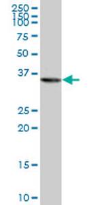 PURA Antibody in Western Blot (WB)