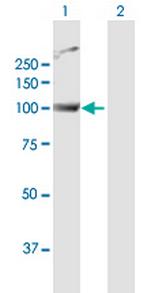 PWP2 Antibody in Western Blot (WB)