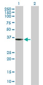 PEX19 Antibody in Western Blot (WB)