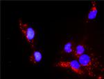 PXN Antibody in Proximity Ligation Assay (PLA) (PLA)