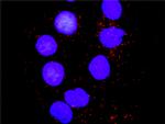 PXN Antibody in Proximity Ligation Assay (PLA) (PLA)