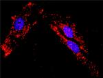 PXN Antibody in Proximity Ligation Assay (PLA) (PLA)