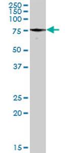 PXN Antibody in Western Blot (WB)