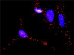 RAF1 Antibody in Proximity Ligation Assay (PLA) (PLA)